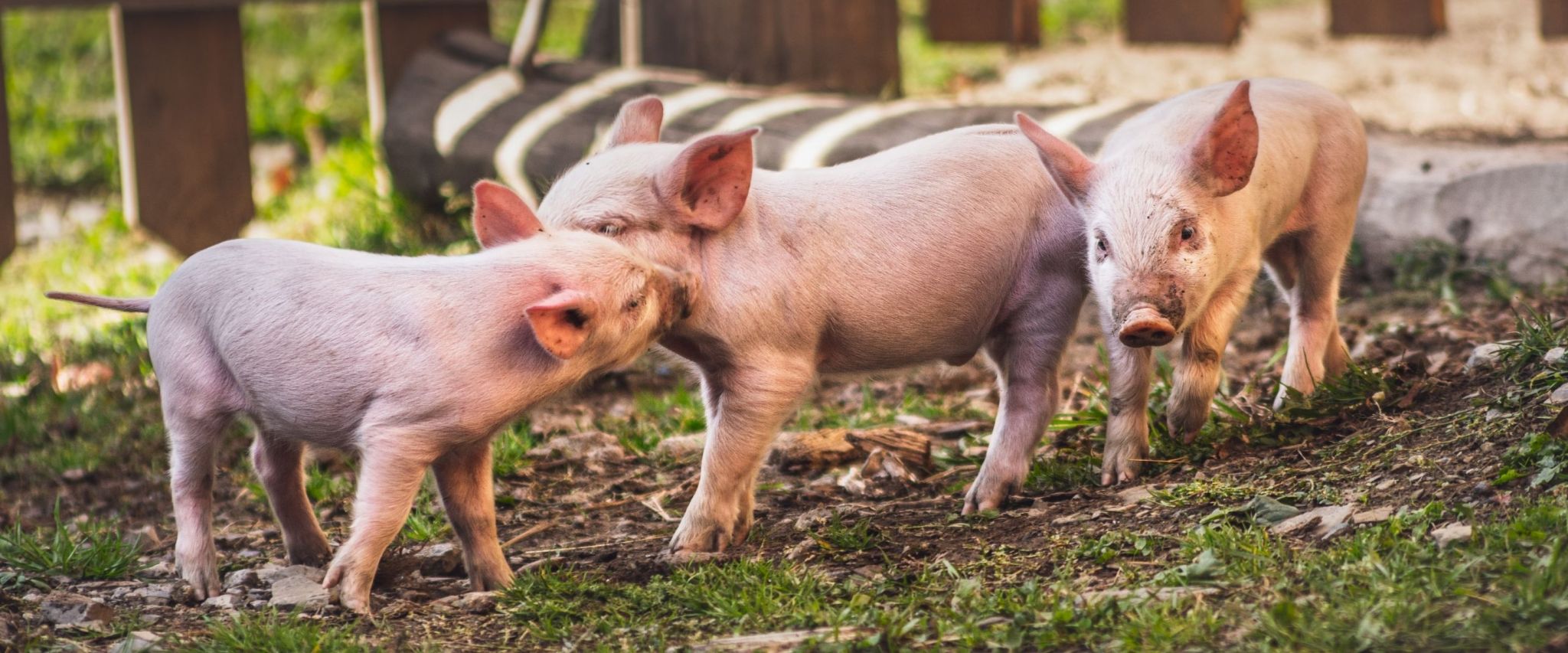 Génomique et phénomique pour l’industrie porcine: 2M$ pour le projet ALPHAgénomique piloté par 